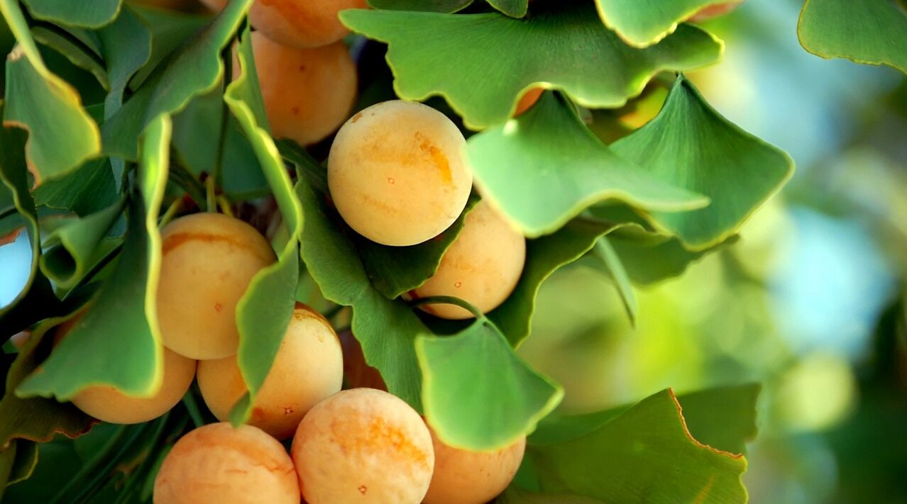 Ginkgo leaves in Gluconol